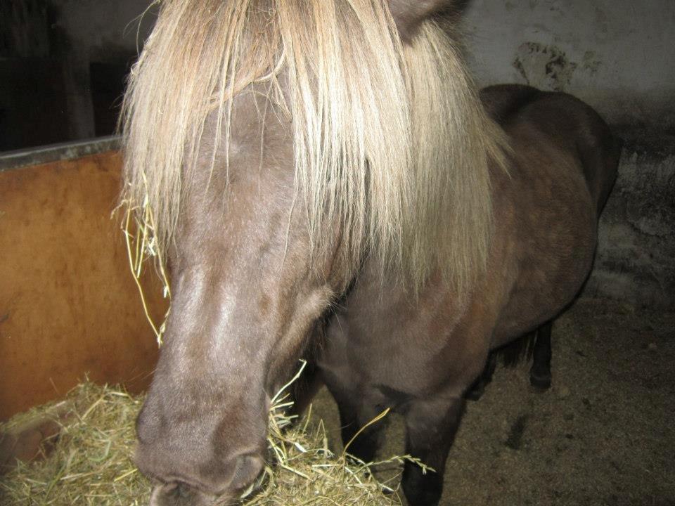 Islænder Gøff (fasters hest) [ i fole) billede 14