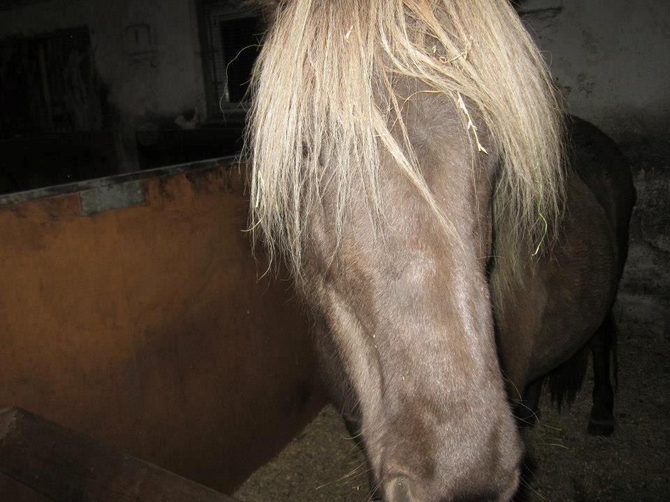 Islænder Gøff (fasters hest) [ i fole) - smuk det er du skat  billede 16