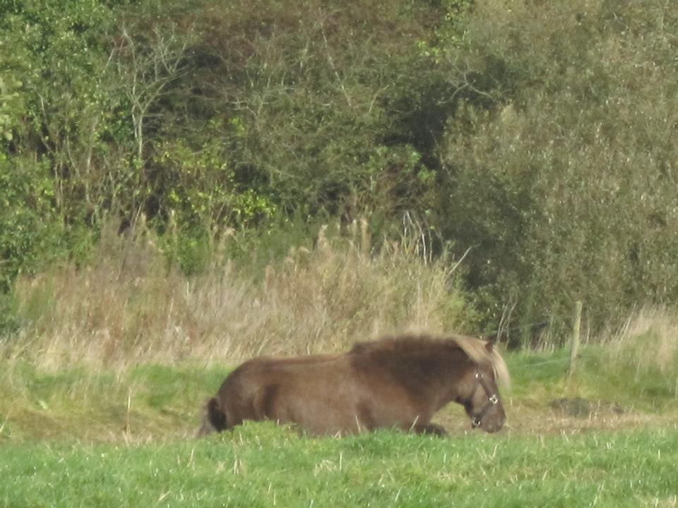 Islænder Gøff (fasters hest) [ i fole) - hun for sig vist lige en slap af pause billede 6