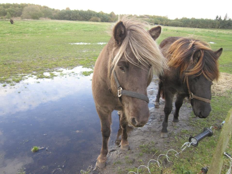 Islænder Gøff (fasters hest) [ i fole) billede 15