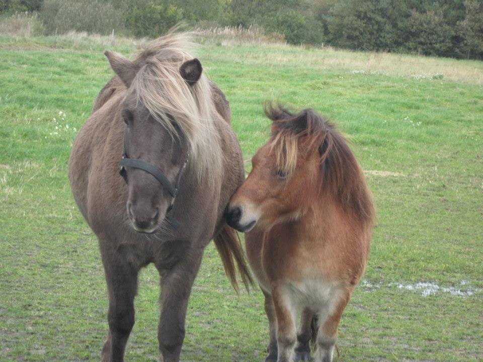 Islænder Gøff (fasters hest) [ i fole) - tak fordi i kiggede med lig garne en kommentar og bedømmelse billede 18