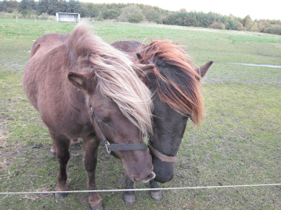 Islænder Gøff (fasters hest) [ i fole) - Gnøff med sidt 2 års føl billede 17