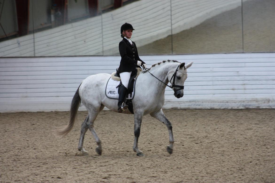 Branderburger Elektra billede 12