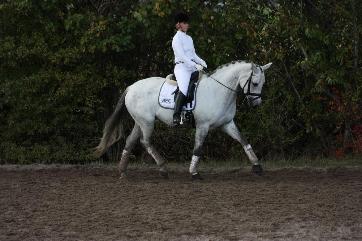 Branderburger Elektra billede 13