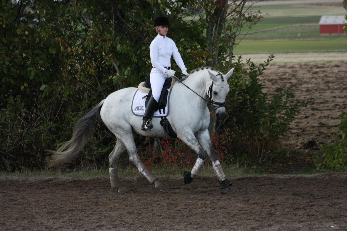 Branderburger Elektra billede 15