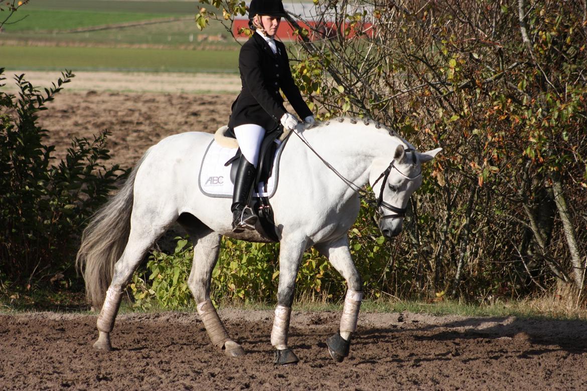 Branderburger Elektra billede 16