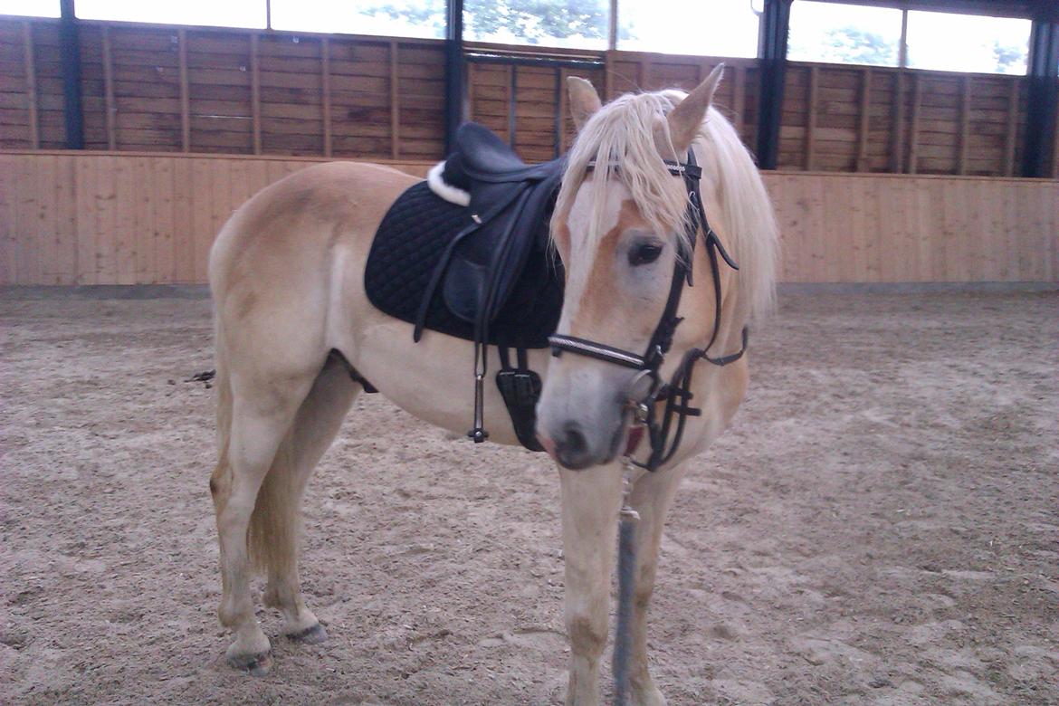 Tyroler Haflinger Anthony's Apollo billede 5
