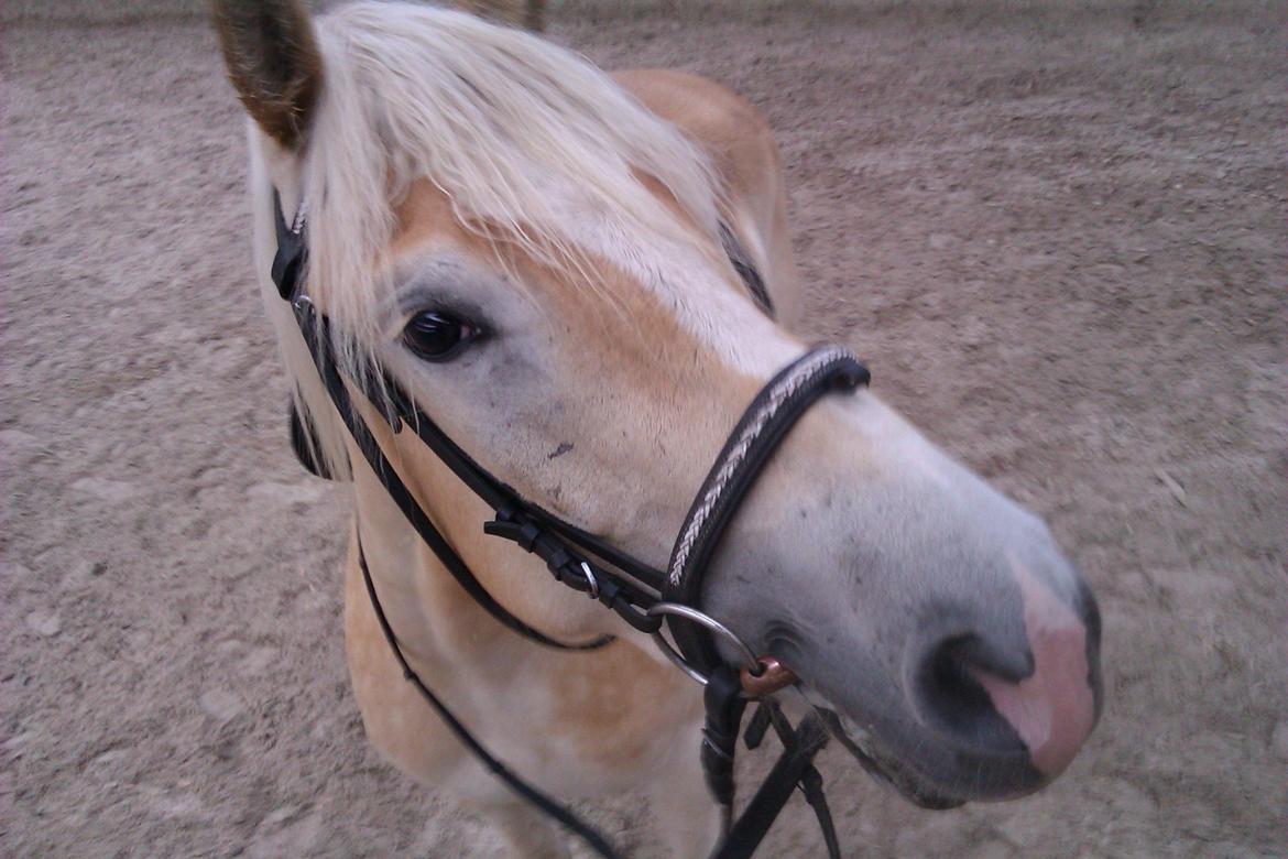Tyroler Haflinger Anthony's Apollo billede 7