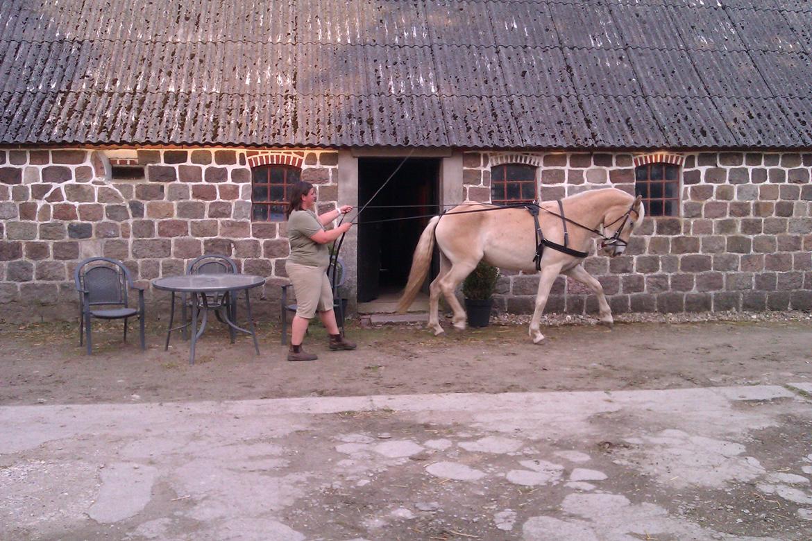 Tyroler Haflinger Anthony's Apollo - God fremdrift - det gælder om at følge med her billede 13