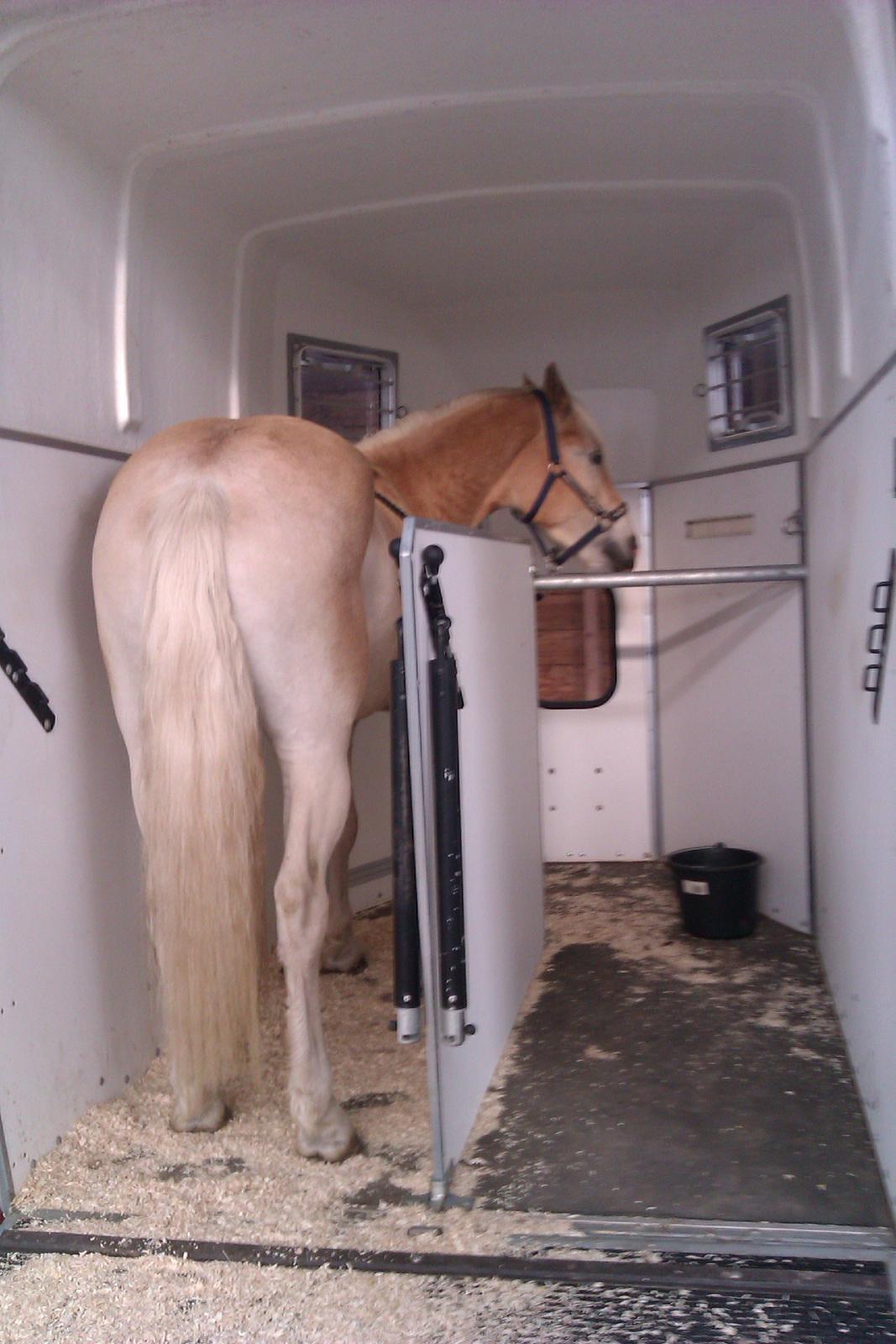 Tyroler Haflinger Anthony's Apollo - Han lærte at gå op i traileren uden fører ret hurtigt. Men det med, at jeg trak ham i halen for at få ham ud igen, virkede ikke lige logisk på ham første gang. billede 15