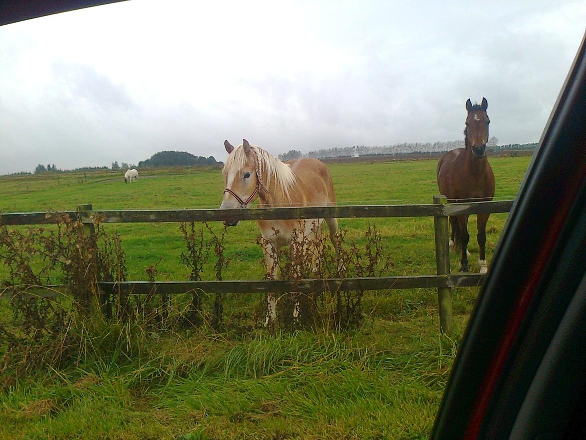 Tyroler Haflinger Anthony's Apollo - Hvor er min gule hest og hvem er denne røde?... billede 16