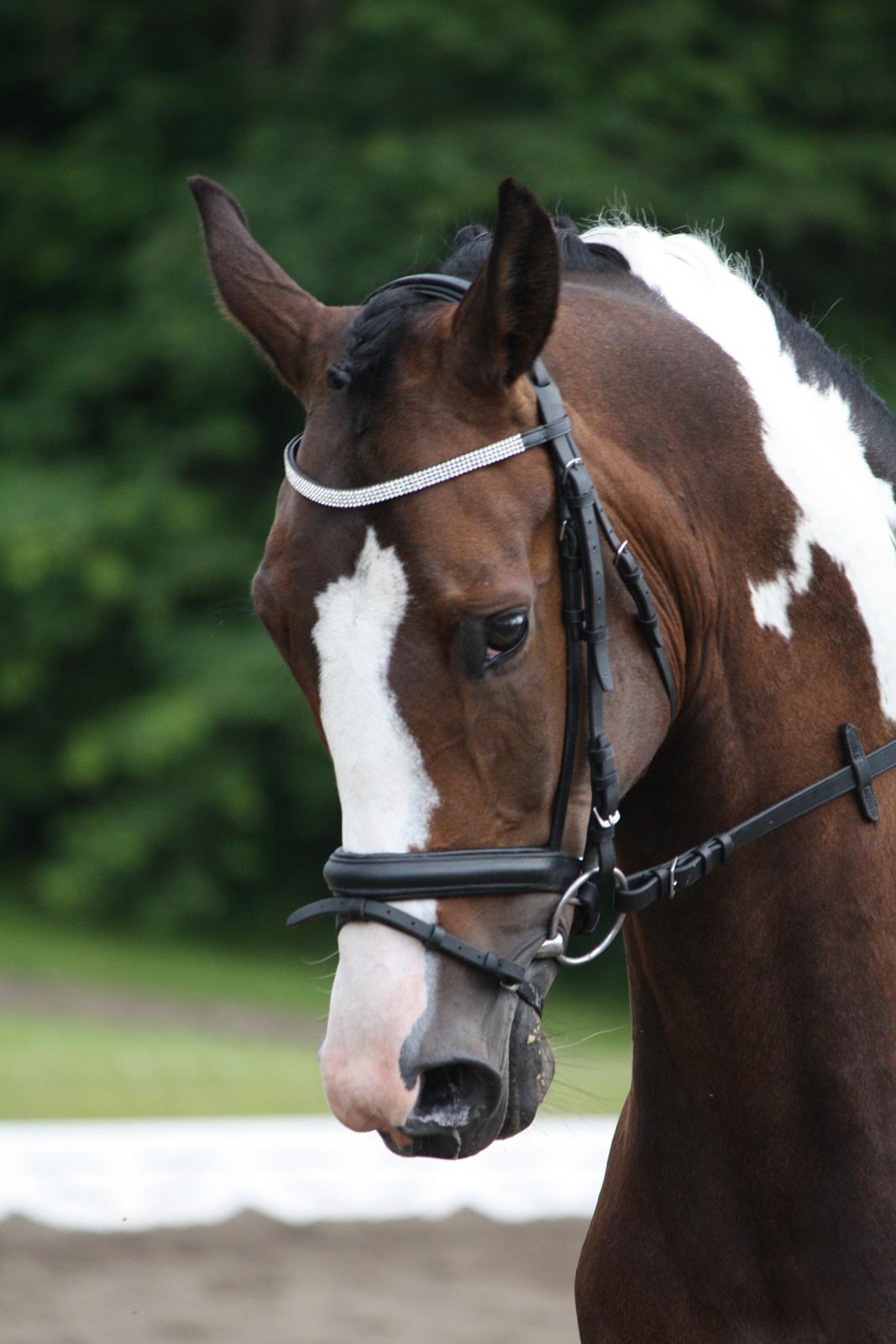 Dansk Varmblod Hedens Pacifique - Velkommen til Pacifiques profil ;) billede 1