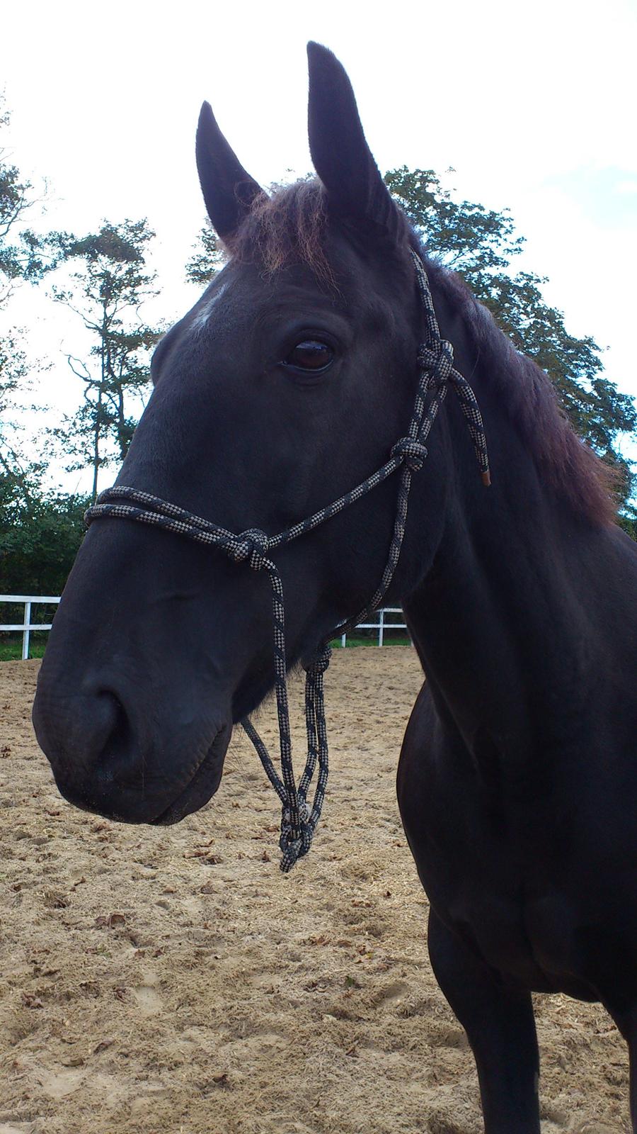 Traver Hadrian † - 20. September billede 12