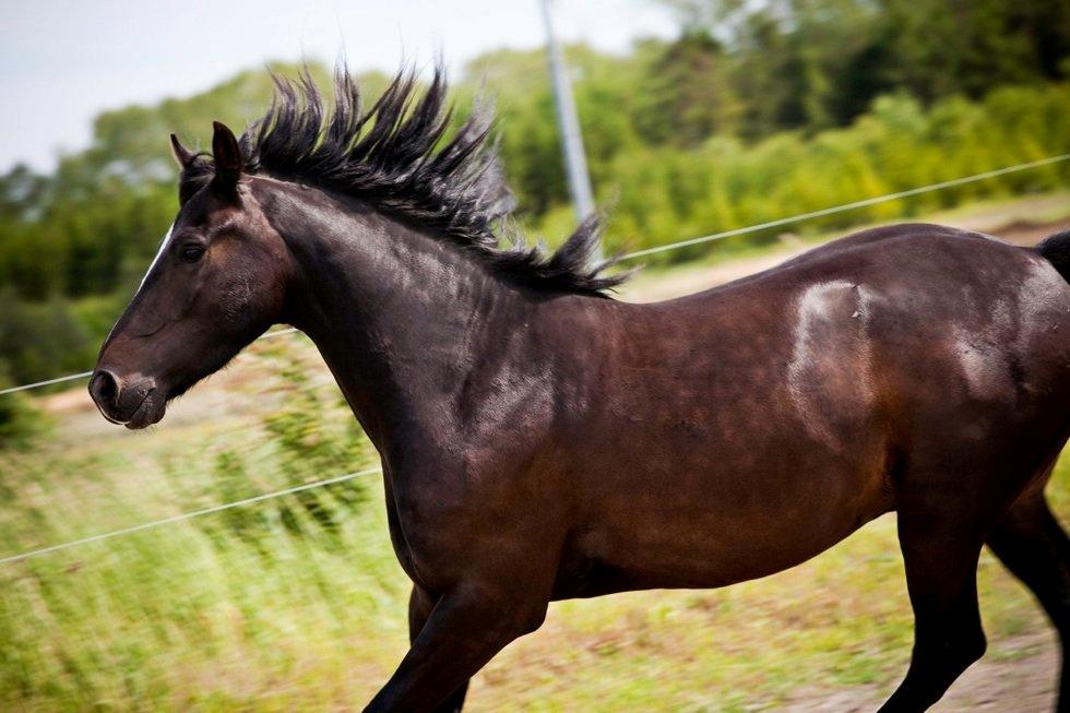 Anden særlig race Lukhas - 2011 billede 2