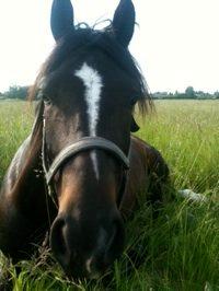 Anden særlig race Lukhas - 2011 billede 3