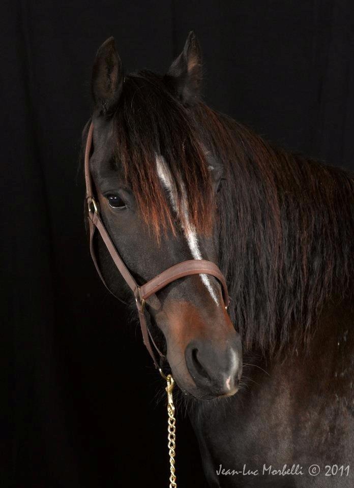 Anden særlig race Lukhas - 2011 billede 4