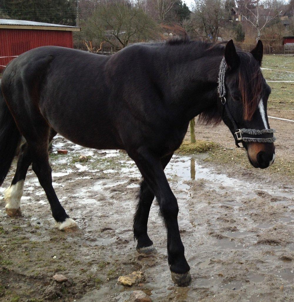 Anden særlig race Lukhas - 2012 billede 5