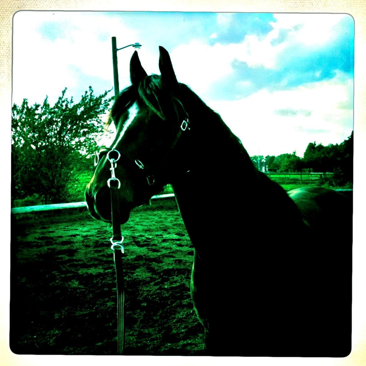 Anden særlig race Lukhas - 2012 billede 6