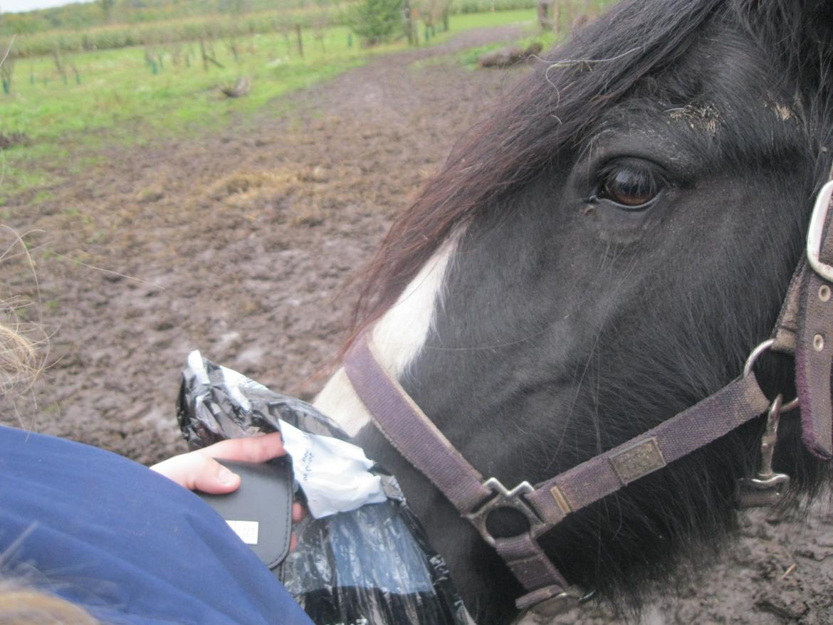 Irish Cob Pam:-* billede 1