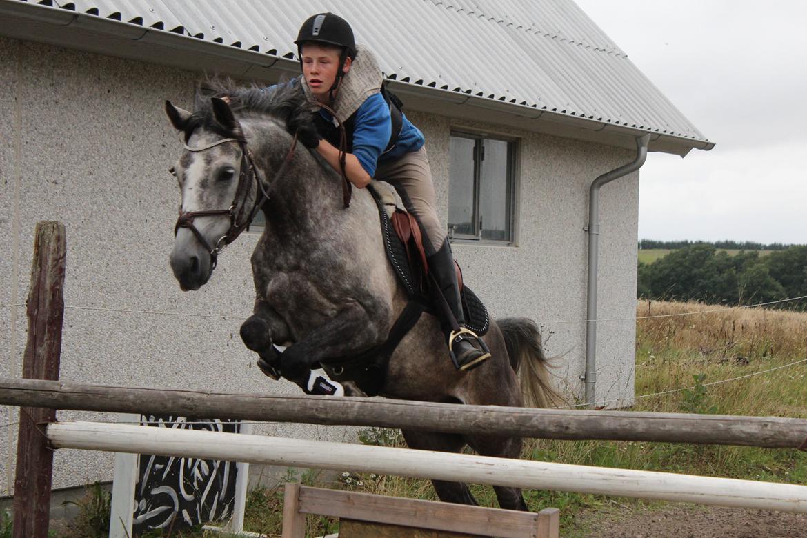 Anden særlig race Calibra - Calibra over 110 cm.<3

Foto: Sanne billede 11