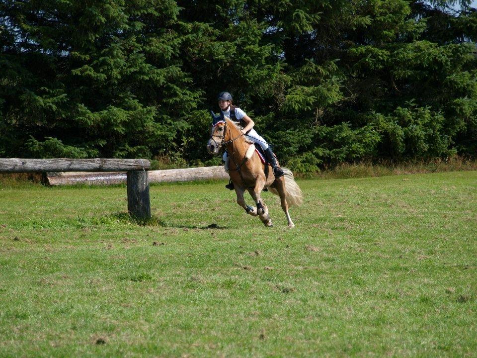 Tyroler Haflinger Story billede 14