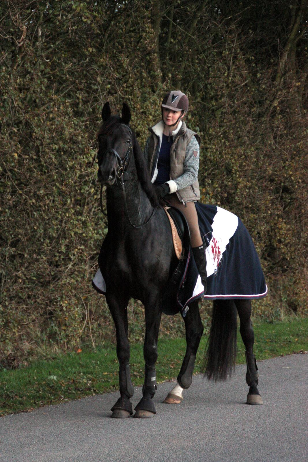 Dansk Varmblod Clarissa billede 1