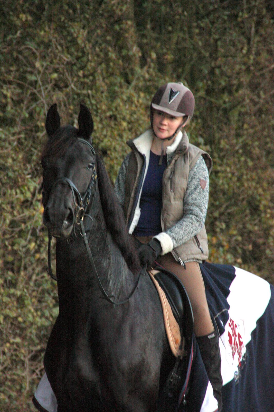 Dansk Varmblod Clarissa billede 16