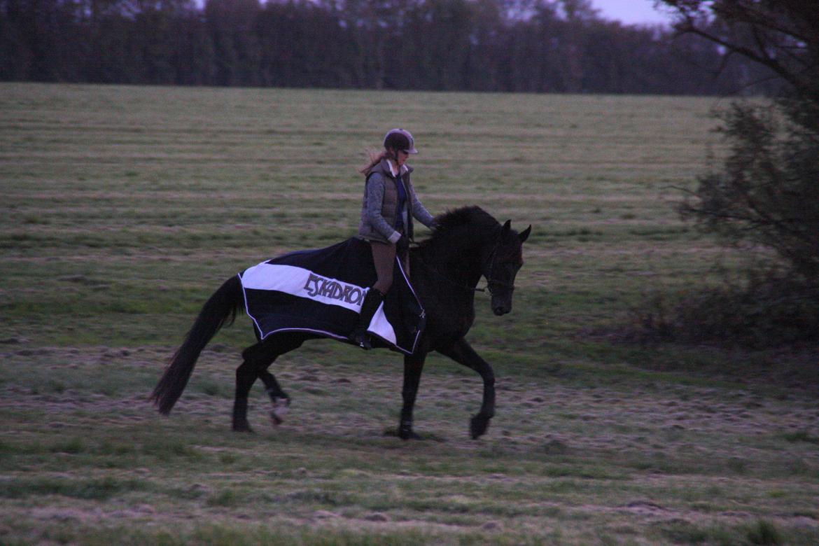 Dansk Varmblod Clarissa billede 17