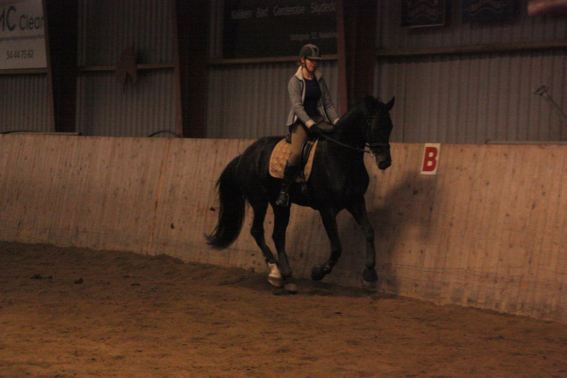 Dansk Varmblod Clarissa billede 18