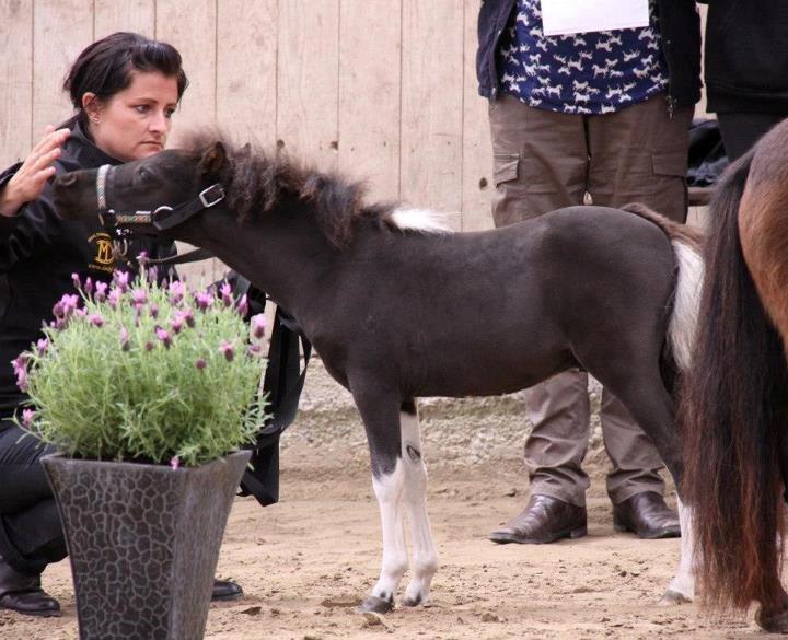 Dansk Miniature BG Precious Diamond - Min smukke dreng til DMHF føl og plagskue 1. sep. 2012 billede 18