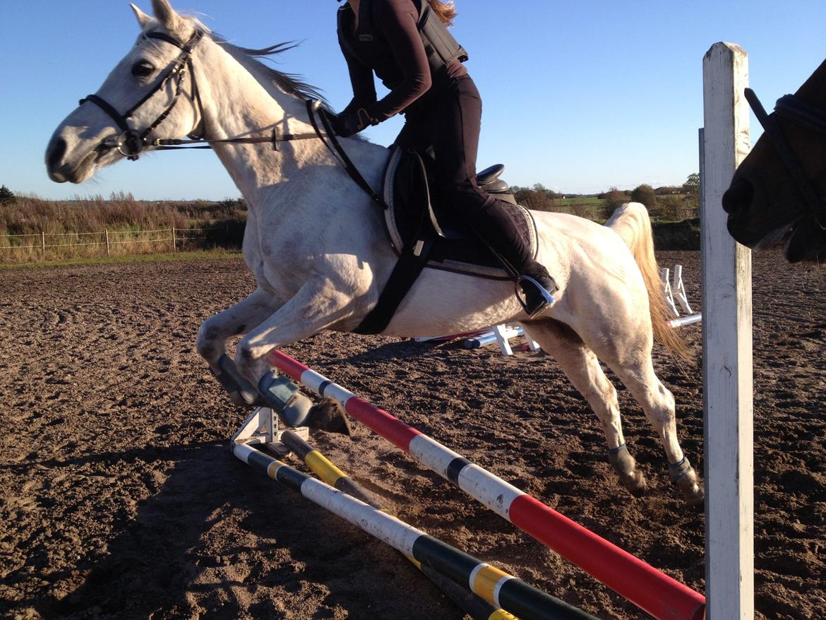 Anden særlig race olivia dressur prinssesen tidligere hest  - hun elsker at springe og har også talent for det :)  billede 13