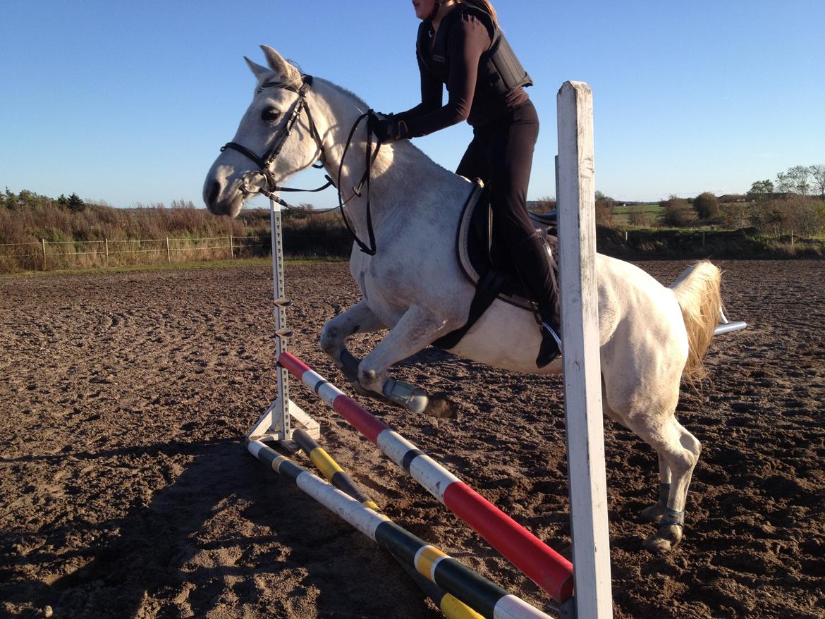 Anden særlig race olivia dressur prinssesen tidligere hest  - igen igen igen (det siger olivia) <3<3<3<3<3<3<3<3<3 billede 14