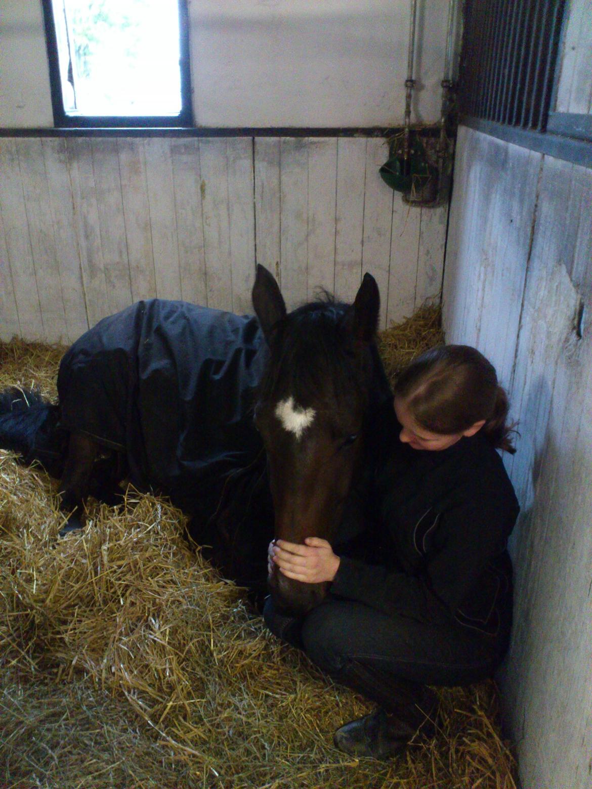 Dansk Varmblod Møllegårds Malou ~RDH~ - Det hårdt at være hest ;) billede 10