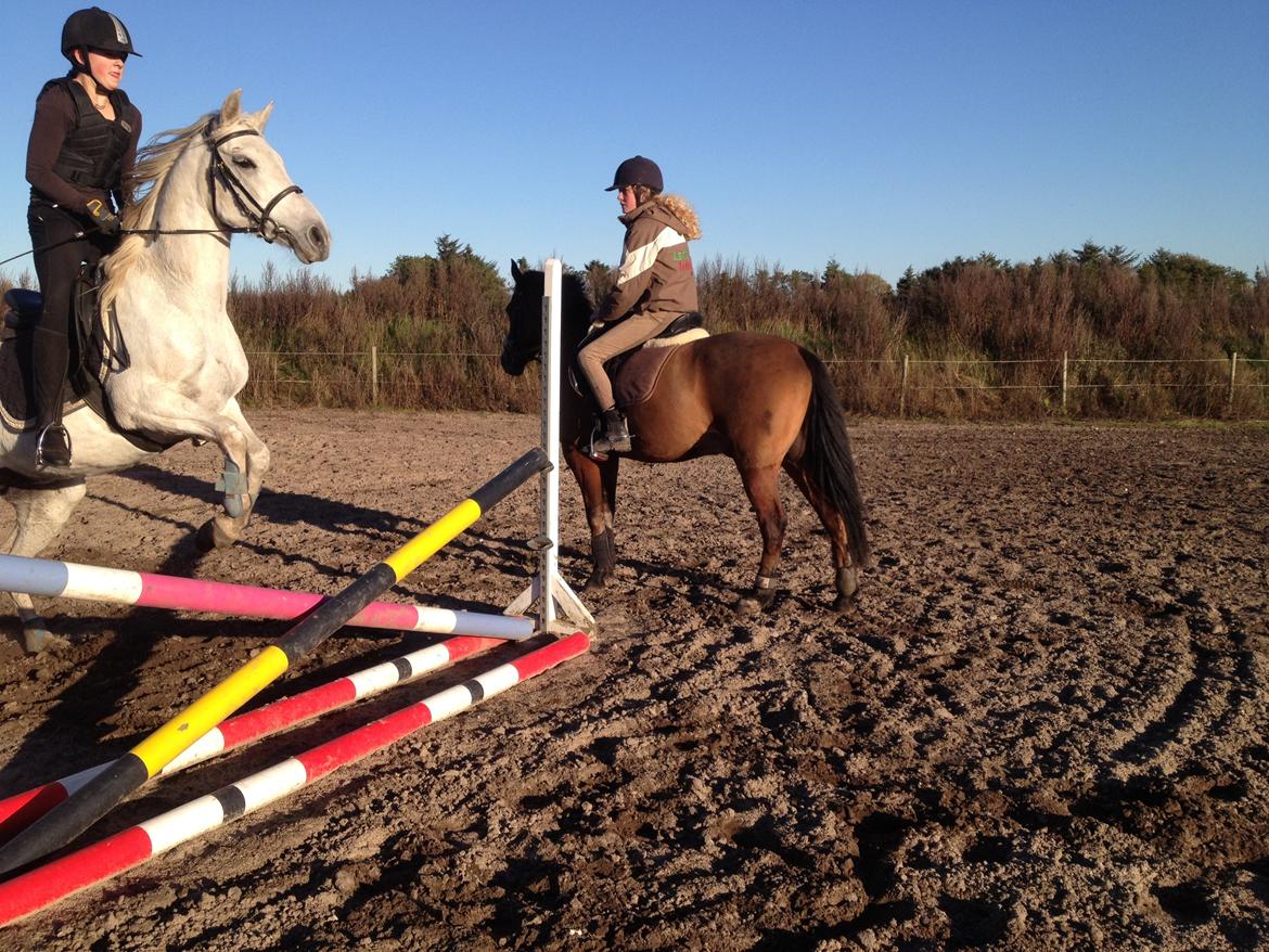 Anden særlig race olivia dressur prinssesen tidligere hest  billede 15