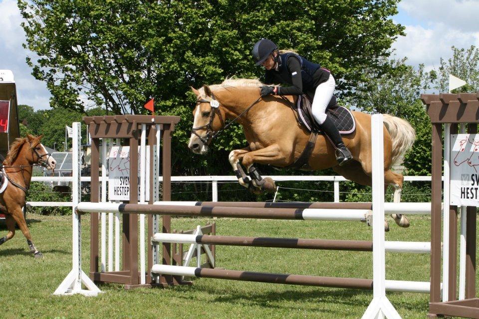 Tysk Sportspony Honeymoon - MB  SVR billede 15