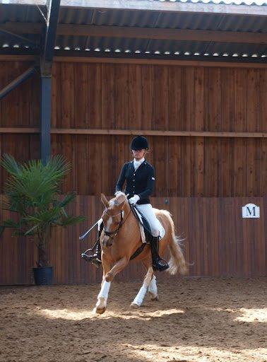 Tysk Sportspony Honeymoon - Smukke dyr - til dressurstævne billede 18