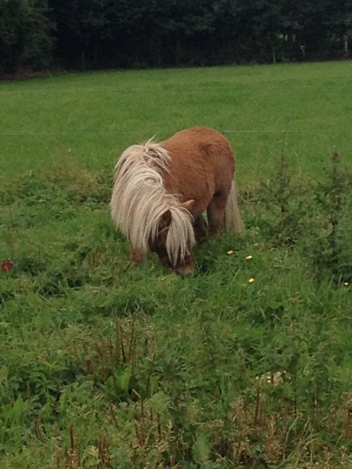 Miniature Gustav - guffe den føste dag i hans nye hjem<3 billede 15