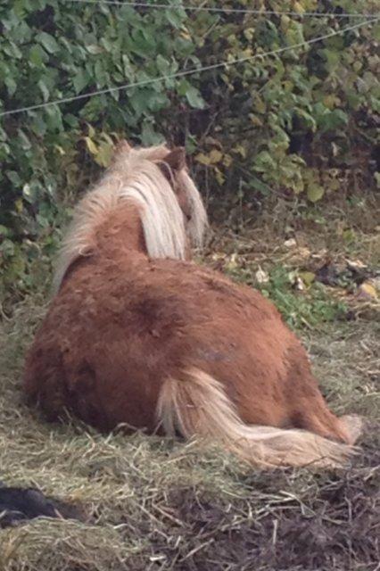 Miniature Gustav - guffe tager sig da lige en slapper <3 billede 11