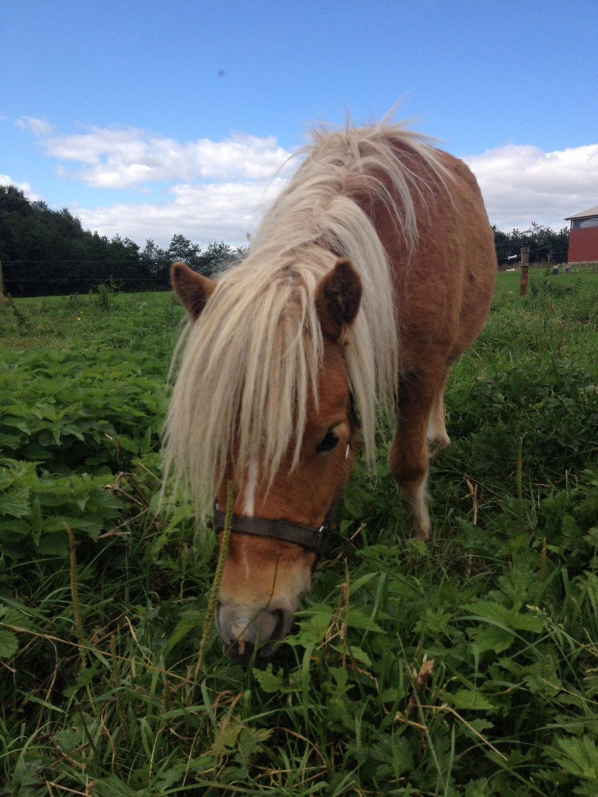 Miniature Gustav - den første dag <3 billede 12
