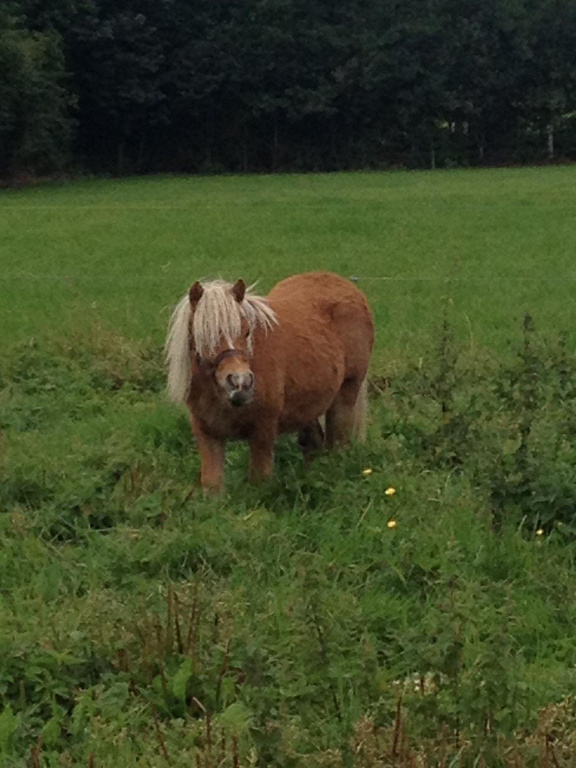 Miniature Gustav - hehe de store islænder hopper er nu lidt lækre !!<3 billede 13