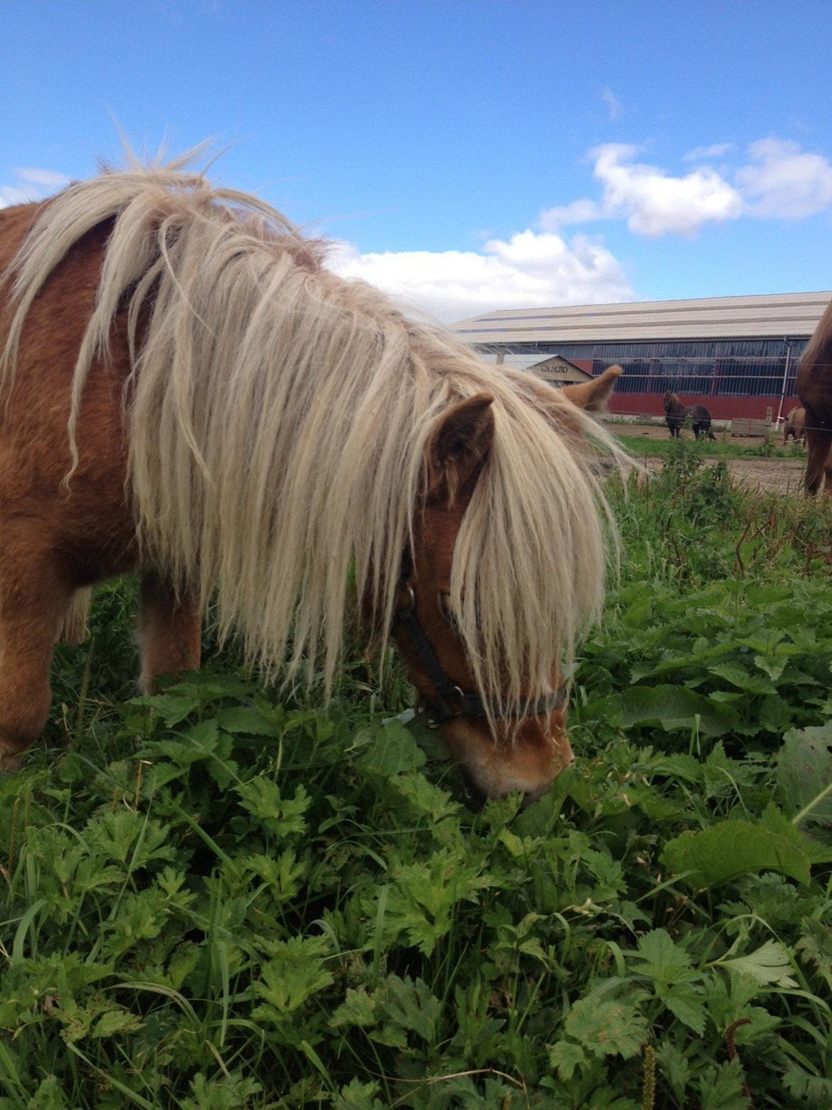Miniature Gustav - guffe er glad for at komme ud og strække benene efter en lang tur i trailer hehe 15 min:-D billede 14