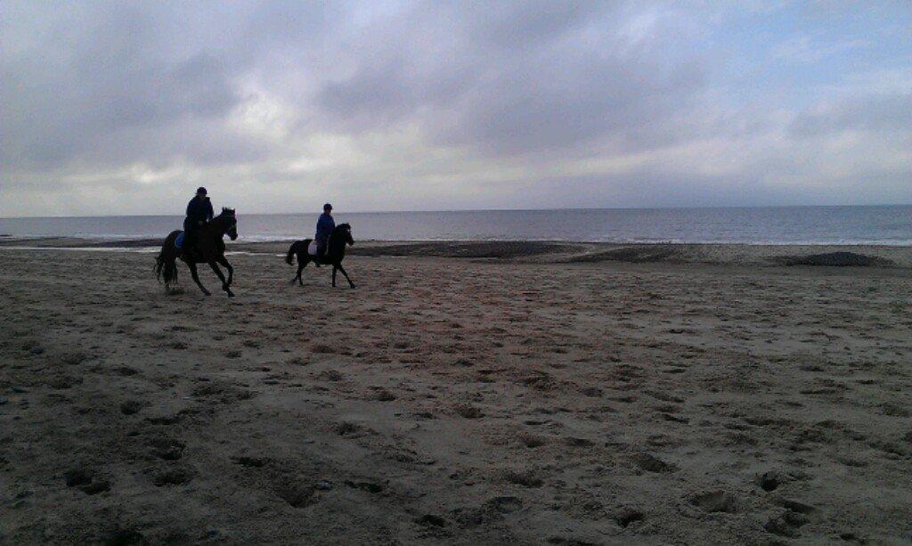 Anden særlig race Sibiriens Chestar - Galop langs den jyske vestkyst :) billede 14
