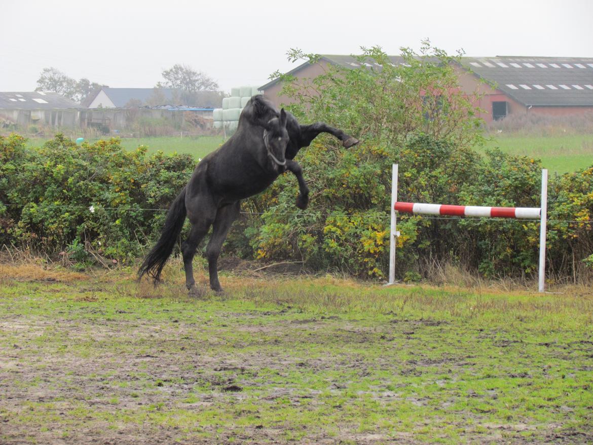 Oldenborg Dinar Agerbo OLH739 - 14 okt 2012 billede 9