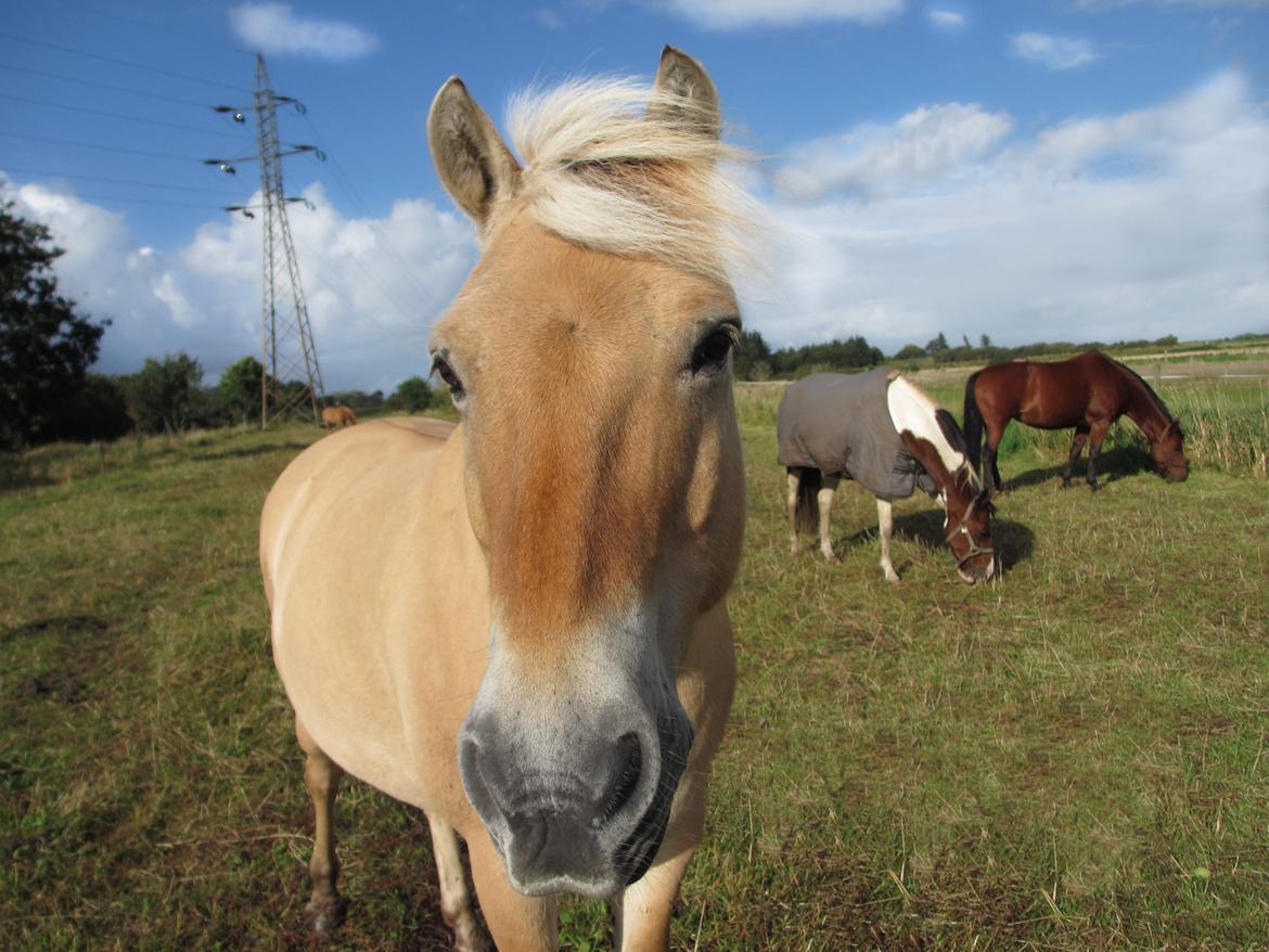 Fjordhest Buller billede 1