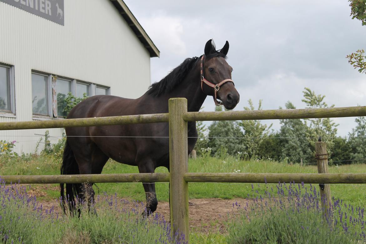 Dansk Varmblod Maygårdens Cordial - Cody <3 billede 5