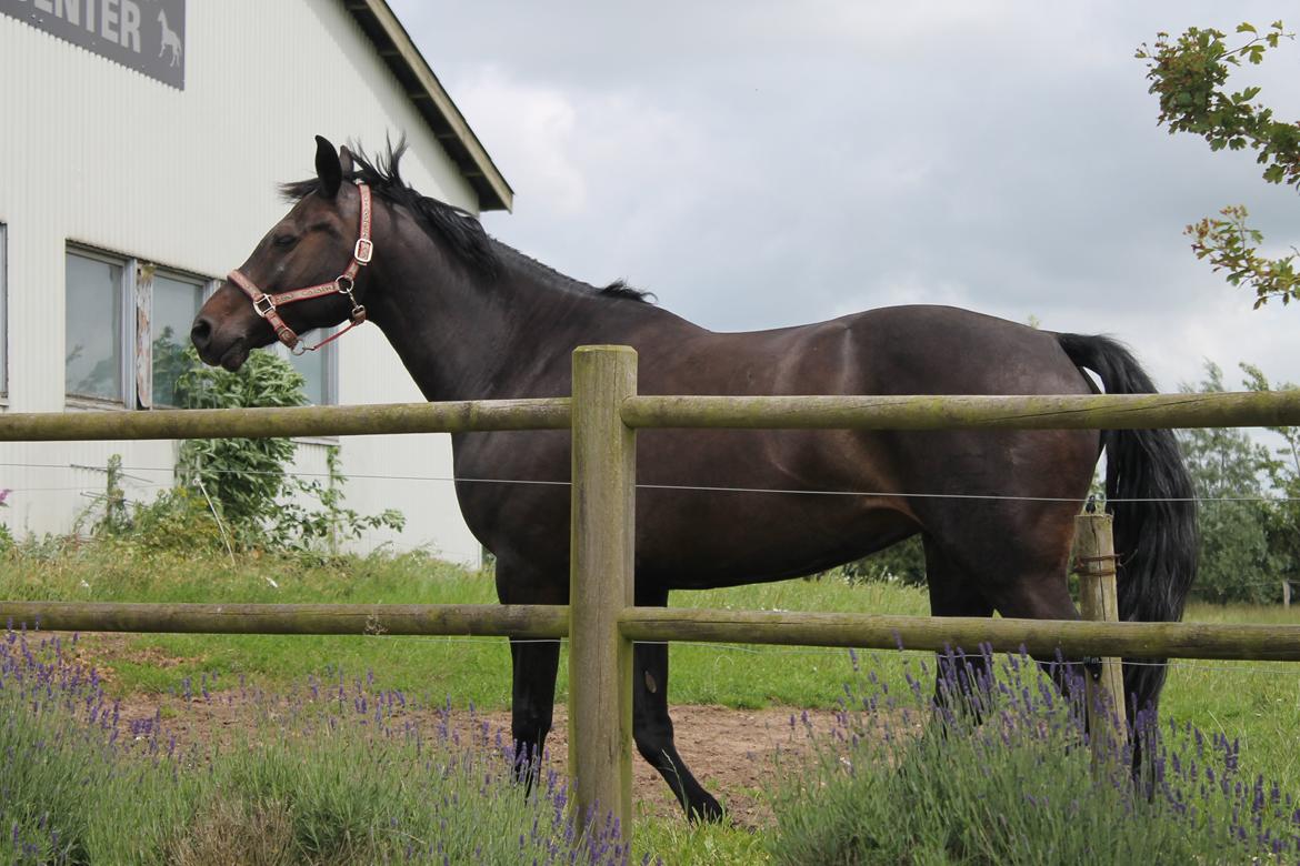 Dansk Varmblod Maygårdens Cordial - Cody <3 billede 6