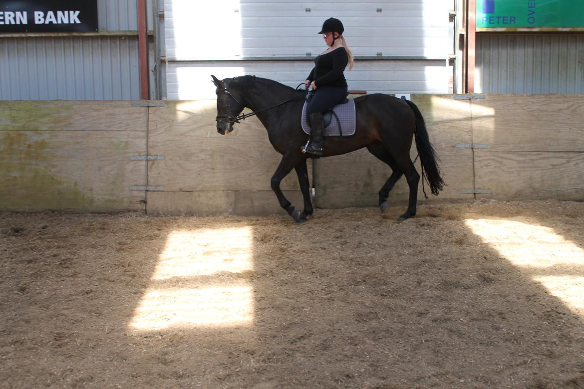 Dansk Varmblod Maygårdens Cordial - Cody <3 billede 7