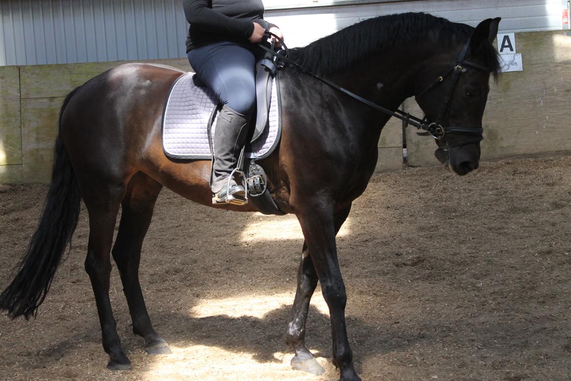 Dansk Varmblod Maygårdens Cordial - Cody <3 billede 8