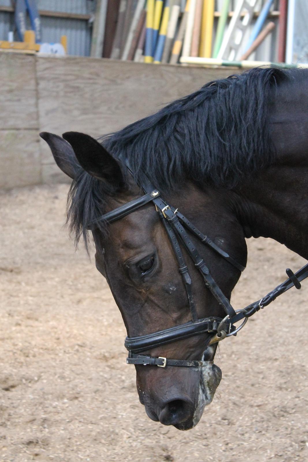 Dansk Varmblod Maygårdens Cordial - Cody <3 billede 9