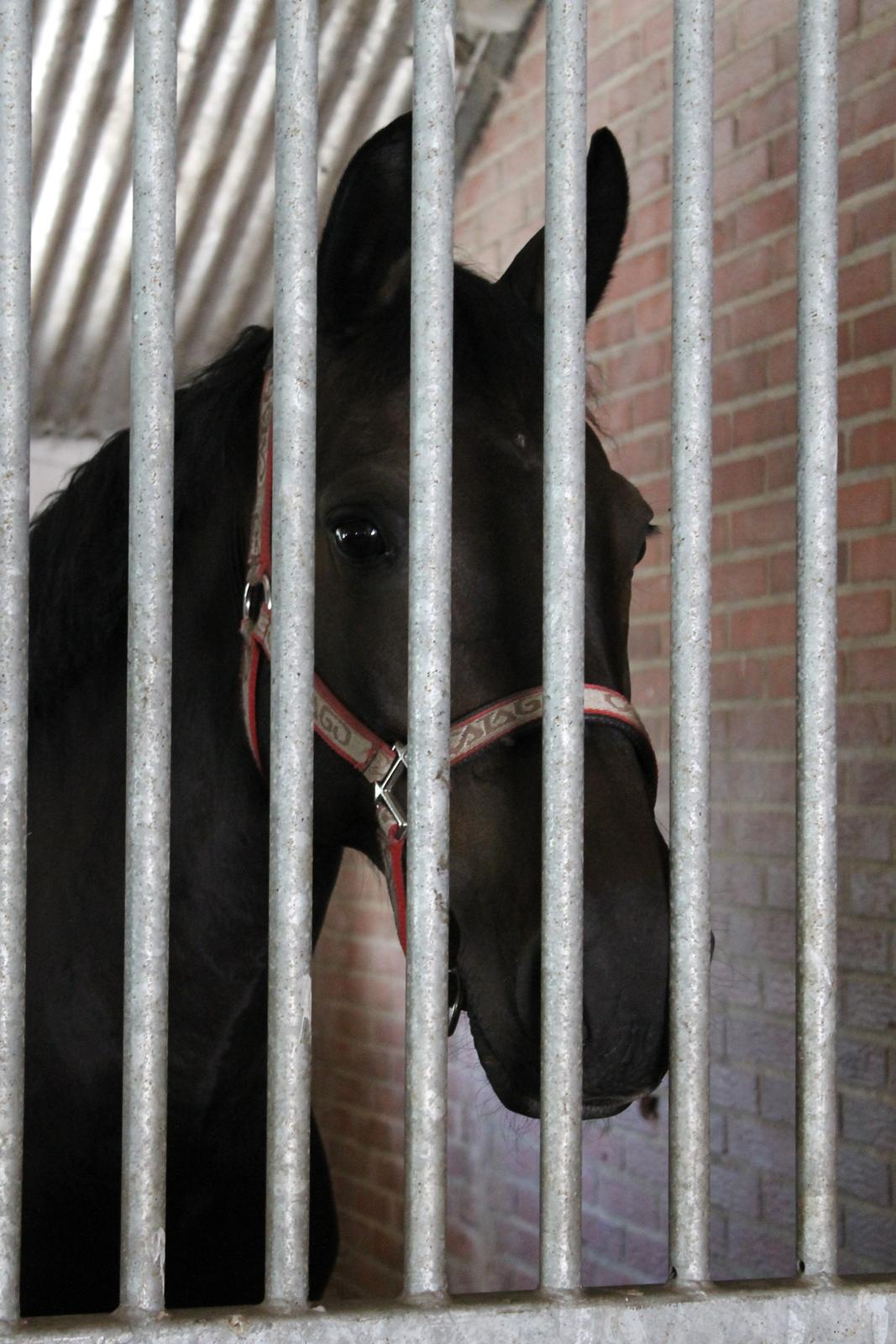 Dansk Varmblod Maygårdens Cordial - Cody <3 billede 11